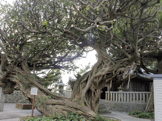 三尾漁港の海岸沿いを進むと、左手の山の中にある龍王神社。境内の中央にあるアコウ樹は、推定樹林300～350年で和歌山県下最大級。枝が互いに飲み込み、フレームからあふれるほど成長した巨木は圧巻。根回り約10ｍ、枝元まで約11m。