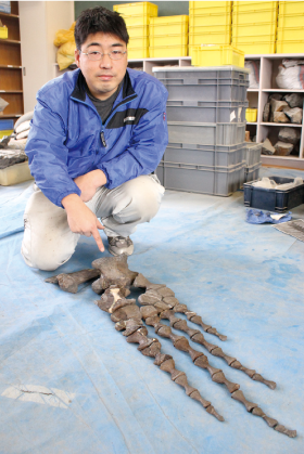 右前足（ひれ）の骨の化石（実物）と小原学芸員