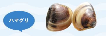 光沢のある厚い殻を持った二枚貝。環境が悪化して数が激減していますが、和歌浦では比較的よく見られます。絶滅危惧Ⅱ類