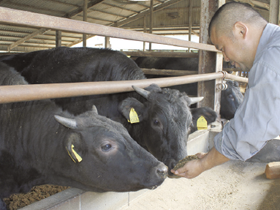 飼料の量を調整しながら育てています（中北畜産）