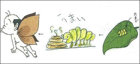 謙人（8歳）幼虫は好んでウ○チを食べるせいで、羽がこんな色になったのです。それよりなにより、謙人くんは絵が「うまい」