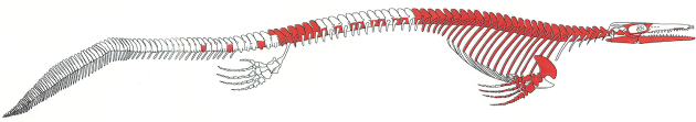 モササウルス類の骨格復元図（右半身）原画＝谷本正浩（一部加筆・修正）赤く塗られた部分が、化石として発見された骨格
