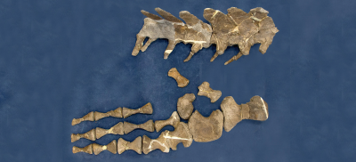 左後ろ足（ひれ）の骨後ろ足の骨化石は国内では他に例がありません。大変貴重な発見！