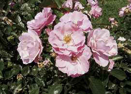 平（へい）草原公園 バラ園一年を通し、季節の花々を楽しめます。「アイスバーグ」など、約70種のバラが花を咲かせます。