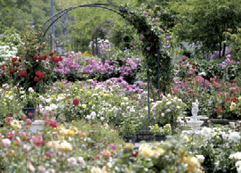 大阪府立 花の文化園花そのものの美しさだけではなく、花に関する文化も楽しめる施設。約400種、1500株のバラが楽しめます。