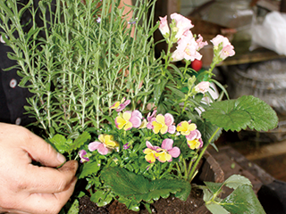 1.底石と培養土を入れ、苗を植えます。苗は下葉を間引き、風通りを良くします。今回は、高さのある苗を背後にし、三角形をつくるイメージで。肥料も忘れずに