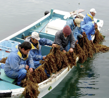 養殖ヒロメの収穫の様子。養殖といっても種糸をロープにつなげているだけで、生育環境は天然と変わりません