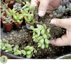 多肉植物の根をほぐしながら、親株と子株を分けていきます。ほぐしている途中で根が切れても大丈夫。成長すれば根付いてきます。