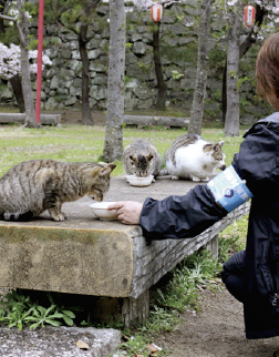 和歌山城で猫に餌をあげる「城ねこの会」のメンバー
