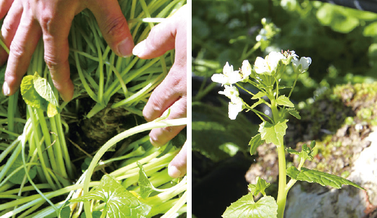 （左）上に向かって伸びるわさびのいも（右）3～4月に収穫されるわさびの花