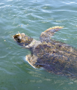 海から引いた海水の中で泳ぐアカウミガメ