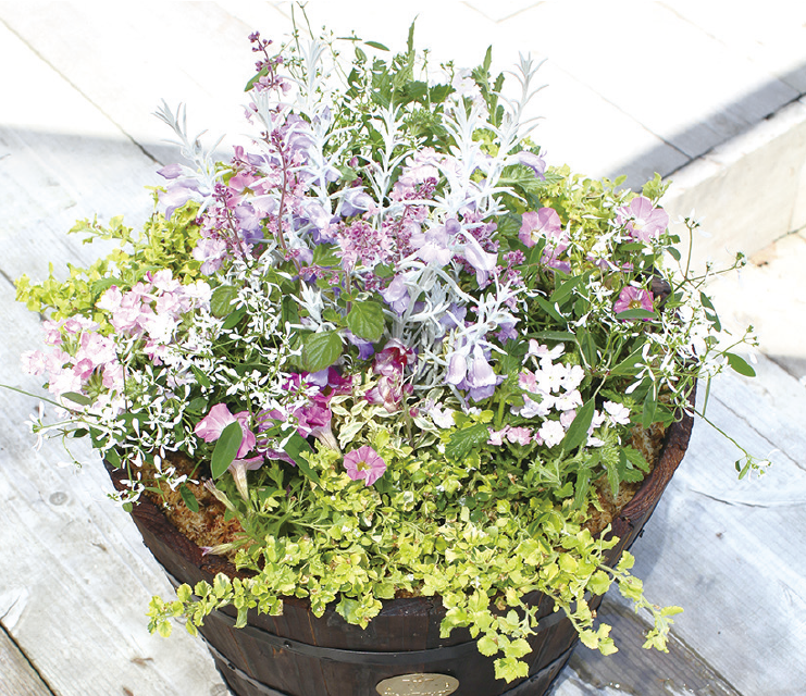 球根の花と競演するまでも楽しめる寄せ植え。球根と一緒に植えたのは、エレモフィラ・ニベアやバコパ、ユーフォルビア