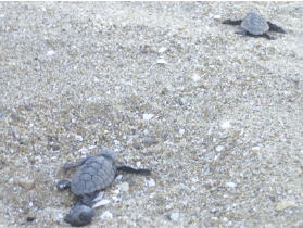 ふ化後、海へと進むウミガメ