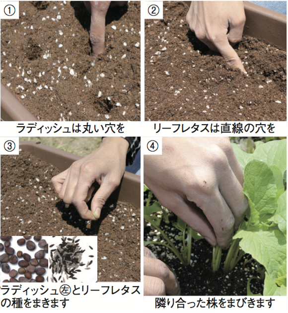 カラフルラディッシュとリーフレタス