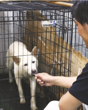 犬舎で新たな飼い主を待つ犬