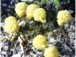 小さな粘菌の大きなワンダーランド