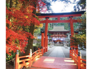 紅葉に彩られる丹生都比売神社