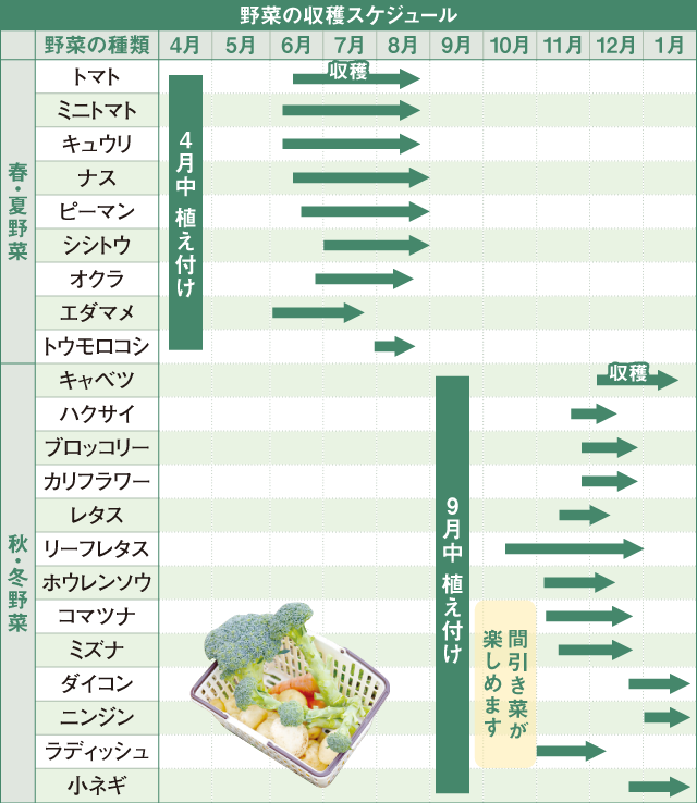 野菜の収穫スケジュール