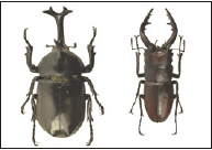 和歌山の身近なカブトムシ・クワガタムシ