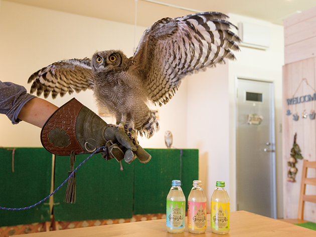 首都圏で話題のフクロウカフェが登場 人懐こくて、愛くるしい目に癒やされて