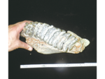 海底に眠るナウマンゾウの化石