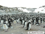紅葉と南極ペンギン ③
