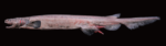 深海ザメ・ラブカの標本展示