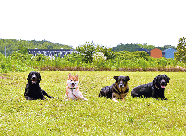 緑あふれるゆったりとした場所に移転 訓練士が愛犬をトレーニング