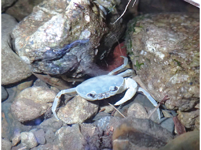 わかやまのサワガニたち Living和歌山