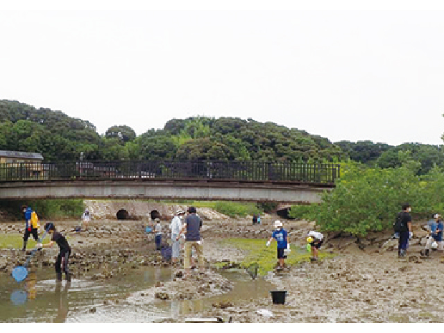 干潟の生物観察会