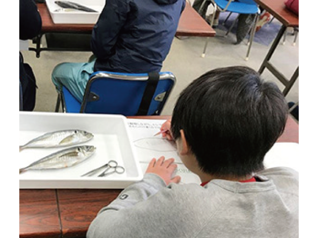 食卓に上がる魚をじっくりみてみよう