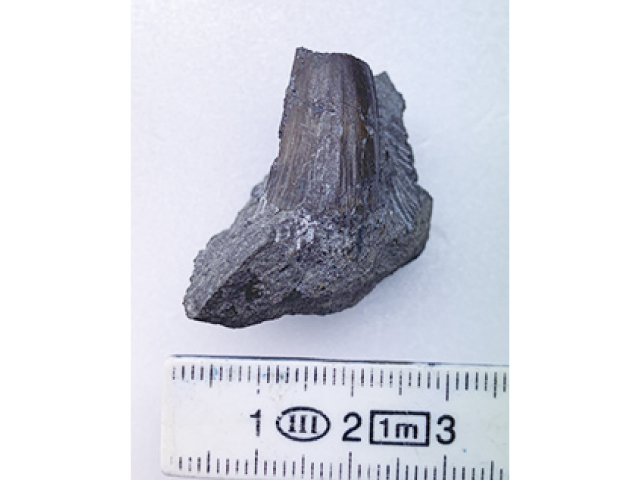 「調査に参加しよう」で発見された化石