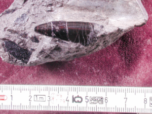 小原さんが、和歌山県で初めて見つけた恐竜の化石。鋭くとがった肉食恐竜の歯