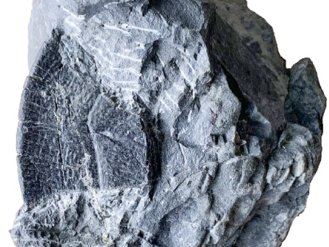 カメの甲羅片の化石