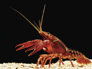 ec822b2d095ef3cf1ea02d122d40ef