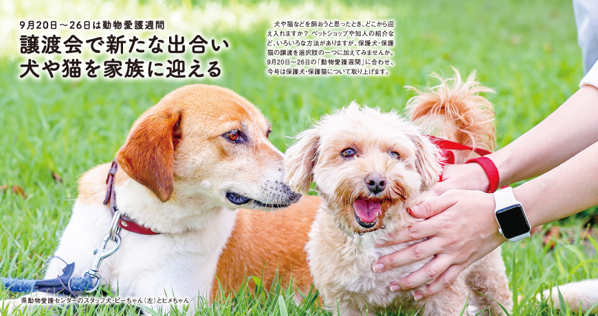 9月20日〜26日は動物愛護週間<br/>譲渡会で新たな出合い<br/>犬や猫を家族に迎える