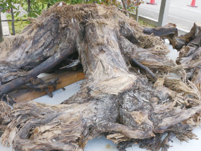 和歌浦街道松の「伐採根」<br/> 松下会館で公開展示<br/>城下町和歌山の貴重な歴史遺産を後世に残す