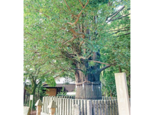 国の天然記念物の樹齢約1000年のナギの木