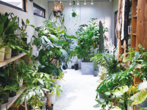 観葉植物やこだわりの鉢を販売レンタルグリーンや植え替えも - LIVING