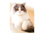 猫写真展