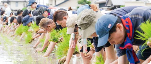 平和酒造 6月22日(日) 山田錦田植え体験