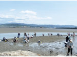 和歌の浦干潟観察会
