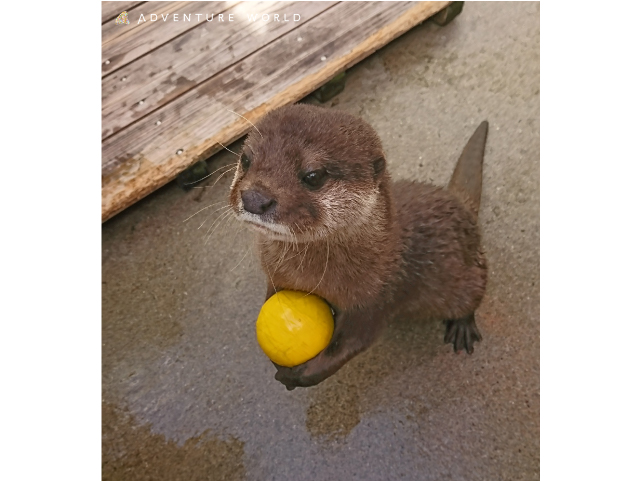 コツメカワウソ
