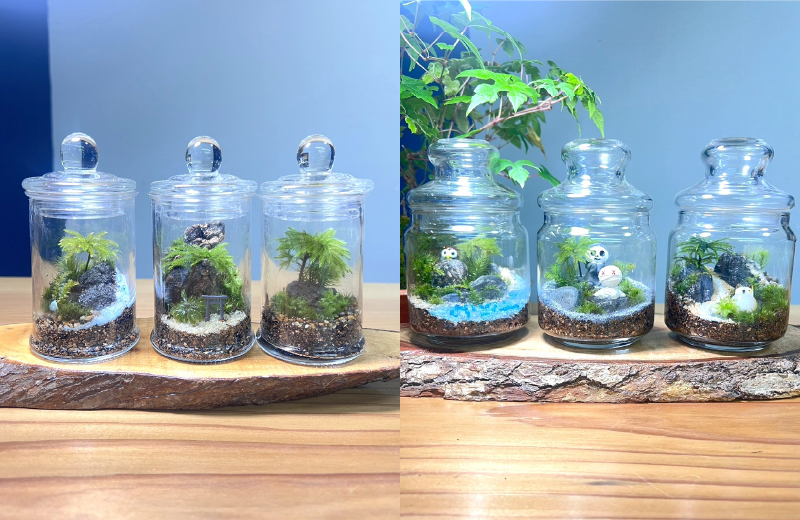 紀州苔むす芽