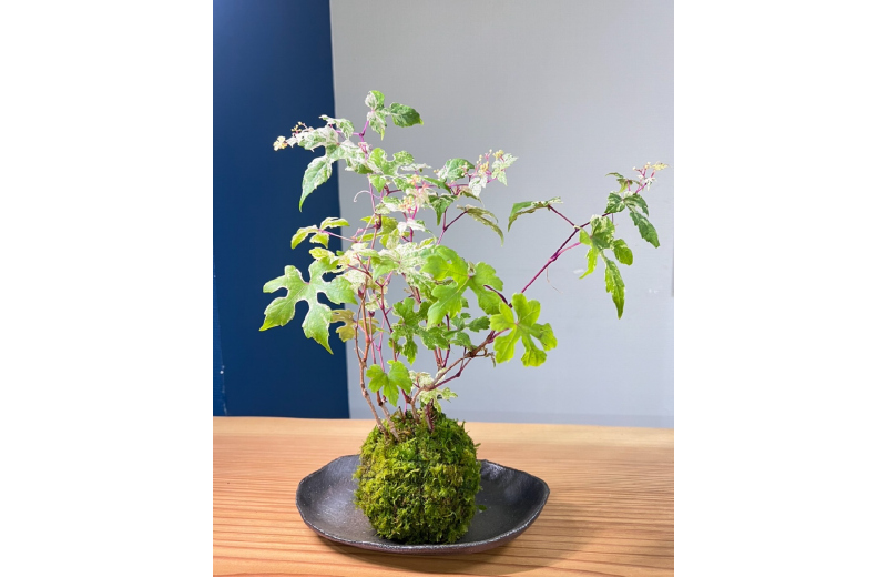 紀州苔むす芽