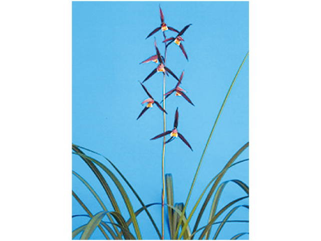 寒蘭(らん)展示会