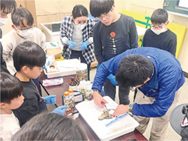 両生・は虫類の標本を作ってみよう