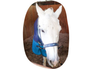 ビルノライブリー