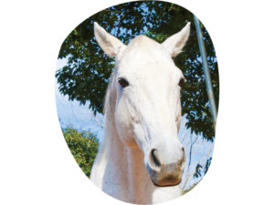 シルバーゲイル