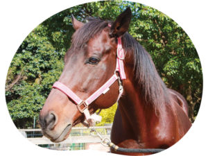 コスモラヴモア